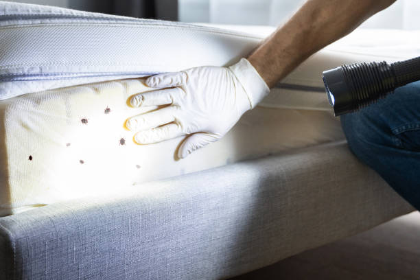 Best Pest Removal Services  in Bevil Oaks, TX