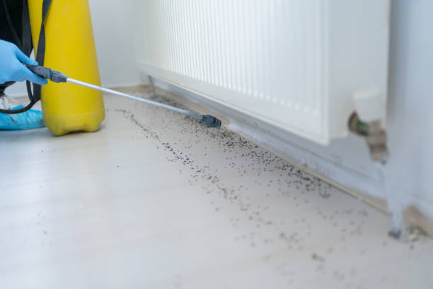 Wasp Removal Services in Bevil Oaks, TX