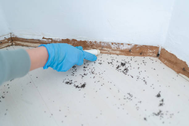 Best Pest Control Near Me in Bevil Oaks, TX