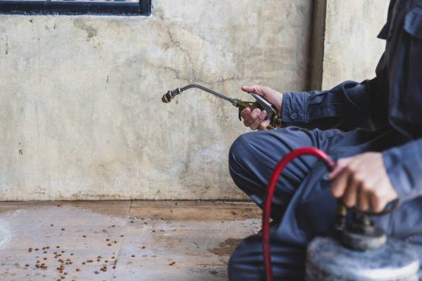Best Local Pest Control Services  in Bevil Oaks, TX